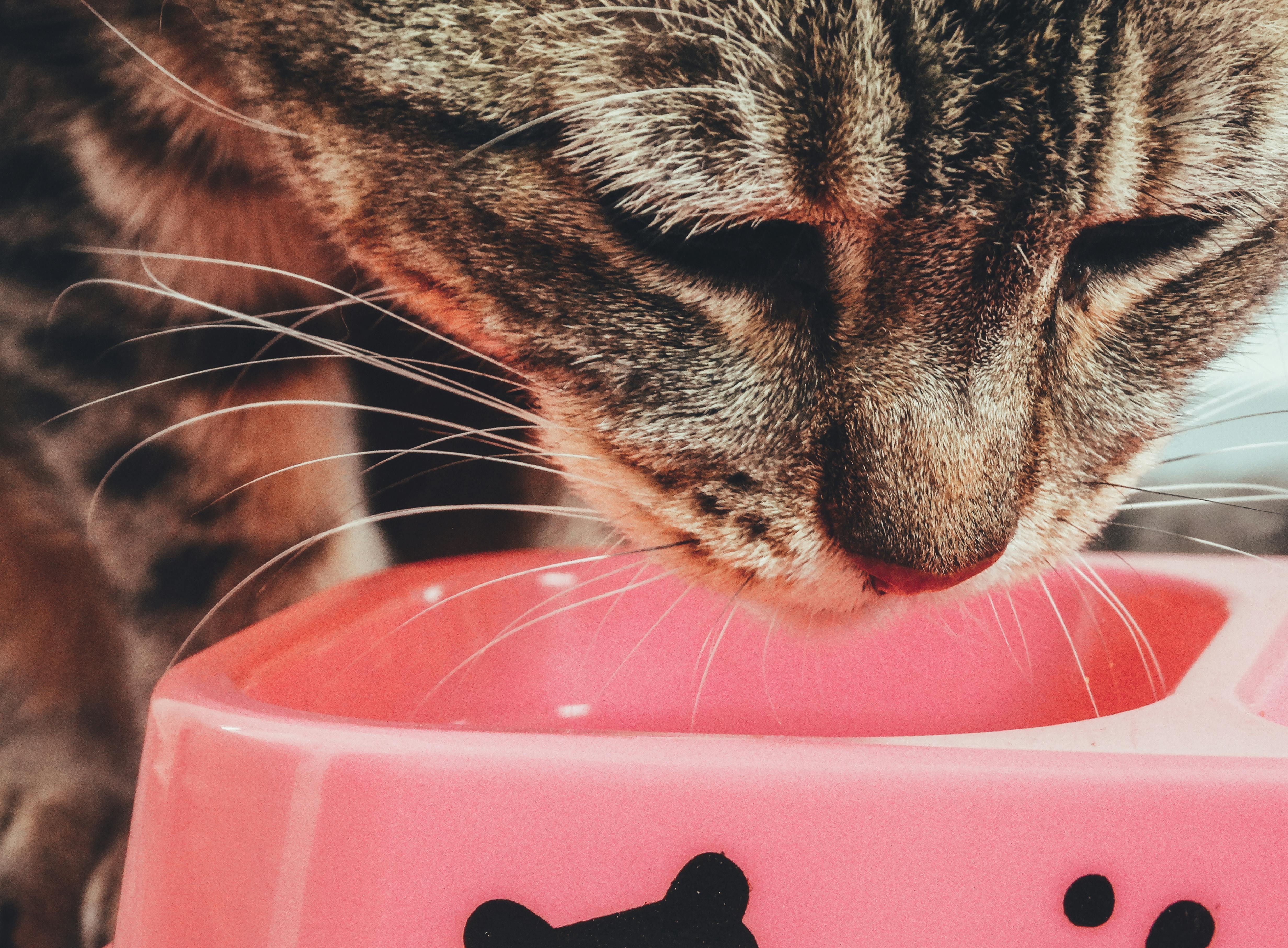 3 Olahan Makanan Kucing yang Mudah Dibuat di Rumah, Bisa Untuk Kucing Kampung dan Kucing Ras