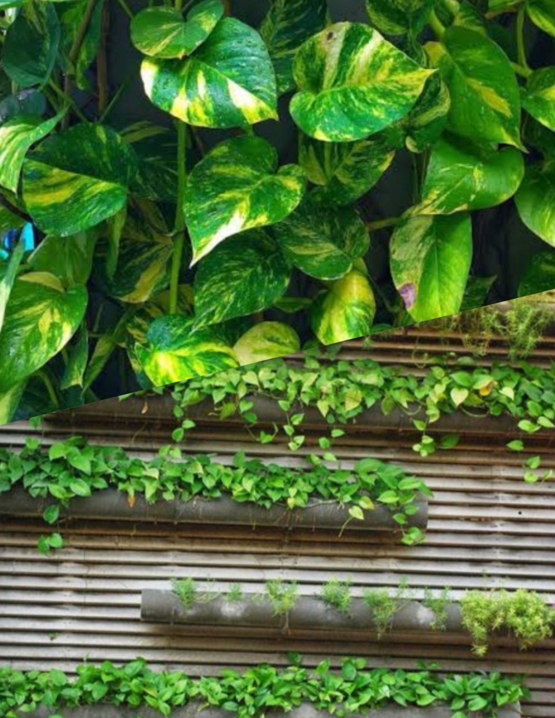 Jadi Lebih Menarik! Begini Perawatan Sirih Gading Untuk Vertical Garden, Nampak Elegan dan Estetik