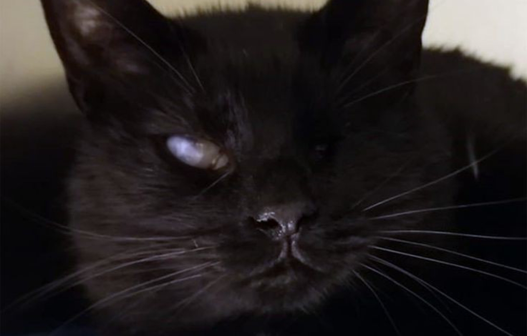 Wajib Diperhatikan! Berikut 4 Penyebab Mata Kucing Bengkak yang Masih Sering Disepelekan