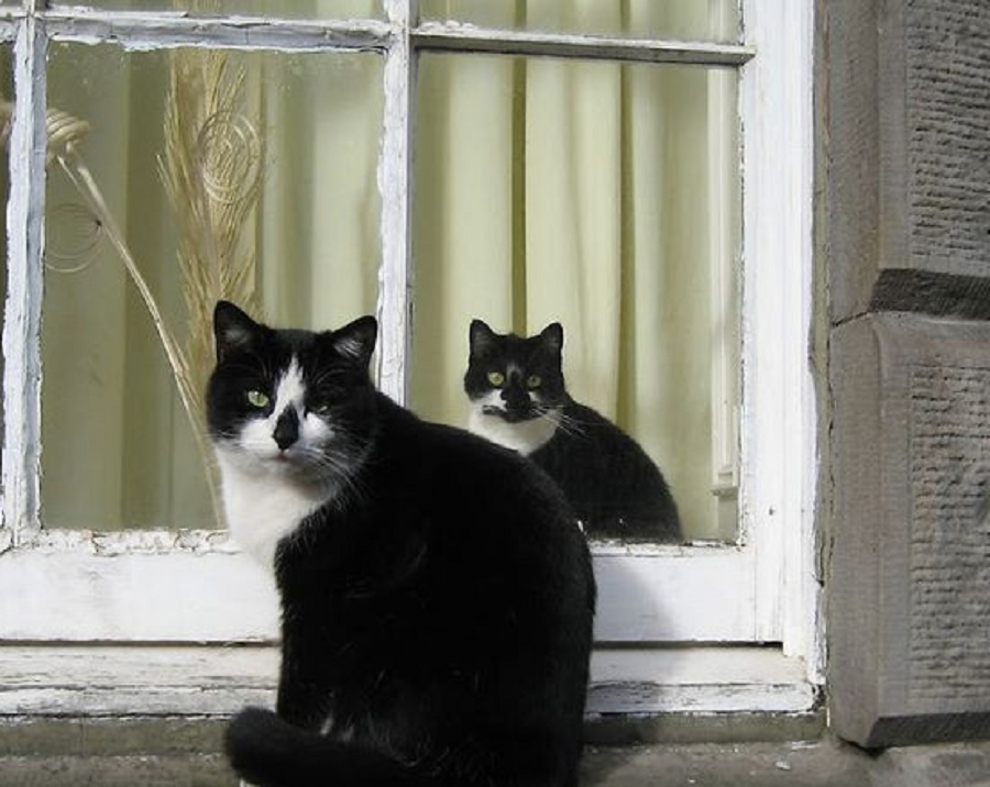 Apa Yang Membuat Kucing Betah Menatap Jendela? Ternyata Ini 5 Faktor Yang Membuat Kucing Betah Menatap Jendela