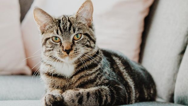 Inilah 40 Nama Kucing Memiliki Unsur Keberuntungan, Bisa Menjadi Hoki Bagi Pemelihara dan Peliharaannya