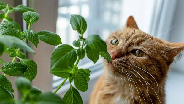 Bau yang Tidak Disukai Kucing, Bikin Kucing Takut dan Menghindar