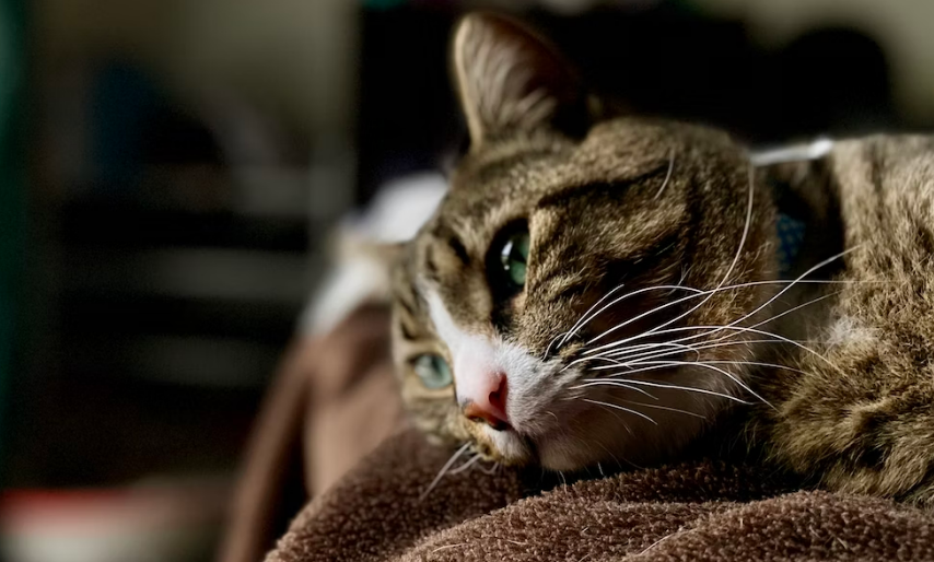4 Ciri Kucing Sedang Sedih, yang Seringkali Tidak Disadari Pemilik Kucing