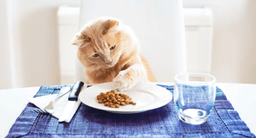 Resep dan Cara Membuat Makanan Kering untuk Kucing di Rumah, Lebih Hemat dan Praktis!