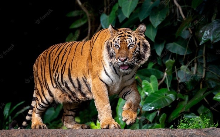 Jadi Misteri Kepunahannya! Ayo Ketahui ‘Penelitian BRIN' Menyatakan Penemuan Bulu Harimau Jawa di Sukabumi