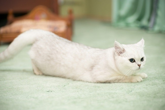 Selain Steril Terdapat 4 Solusi Lain Mencegah Kehamilan Pada Kucing Betina, Dapat Dilakukan Di Rumah Loh!