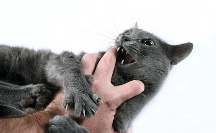Sering Diabaikan! Ini 3 Alasan Kucing Peliharaan Menggigit Kita, yang Masih Sering Diabaikan Cat Owner