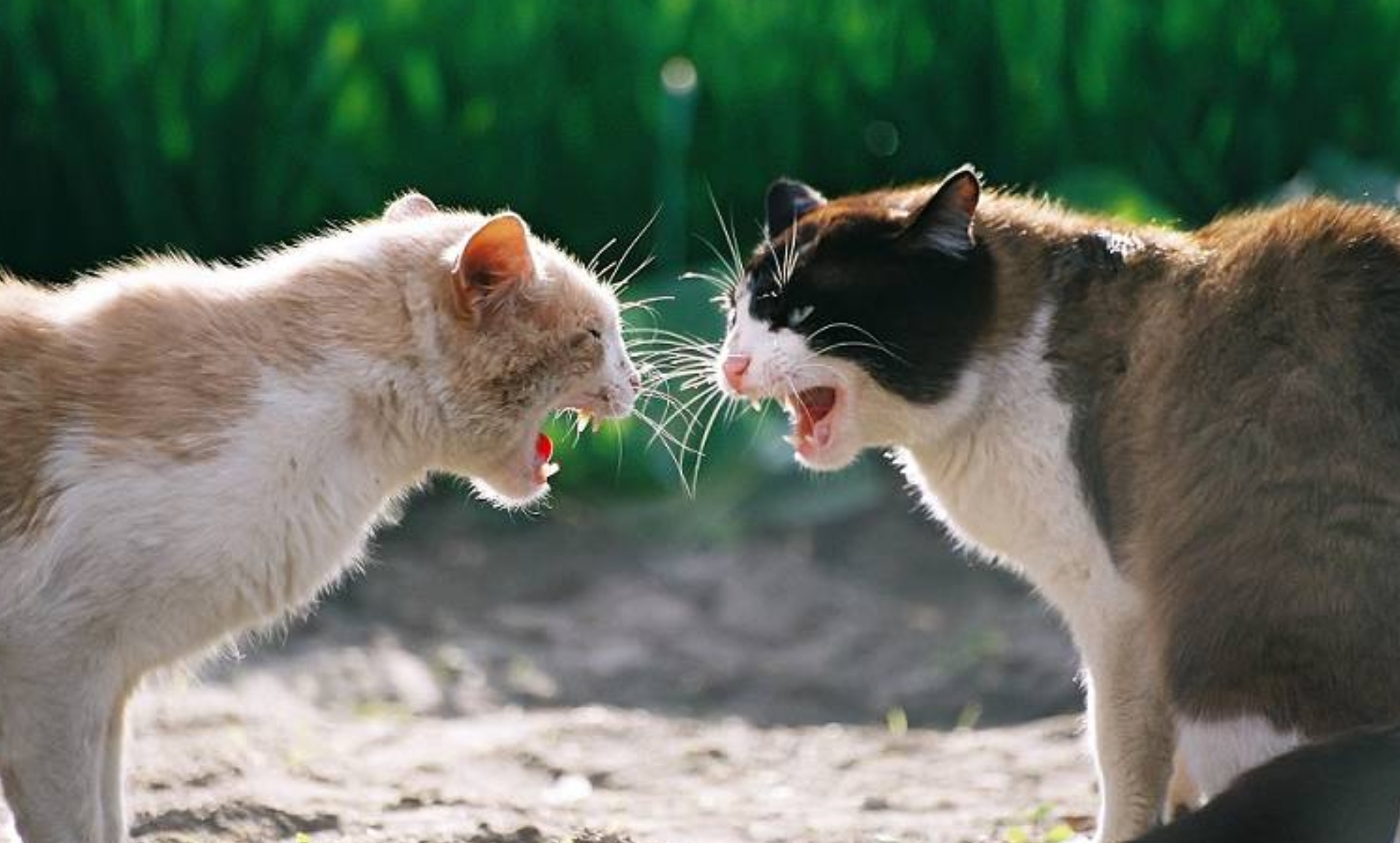 4 Cara Mengatasi Kucing Kampung yang Bertindak Agresif, Lakukan Hal ini Perlahan