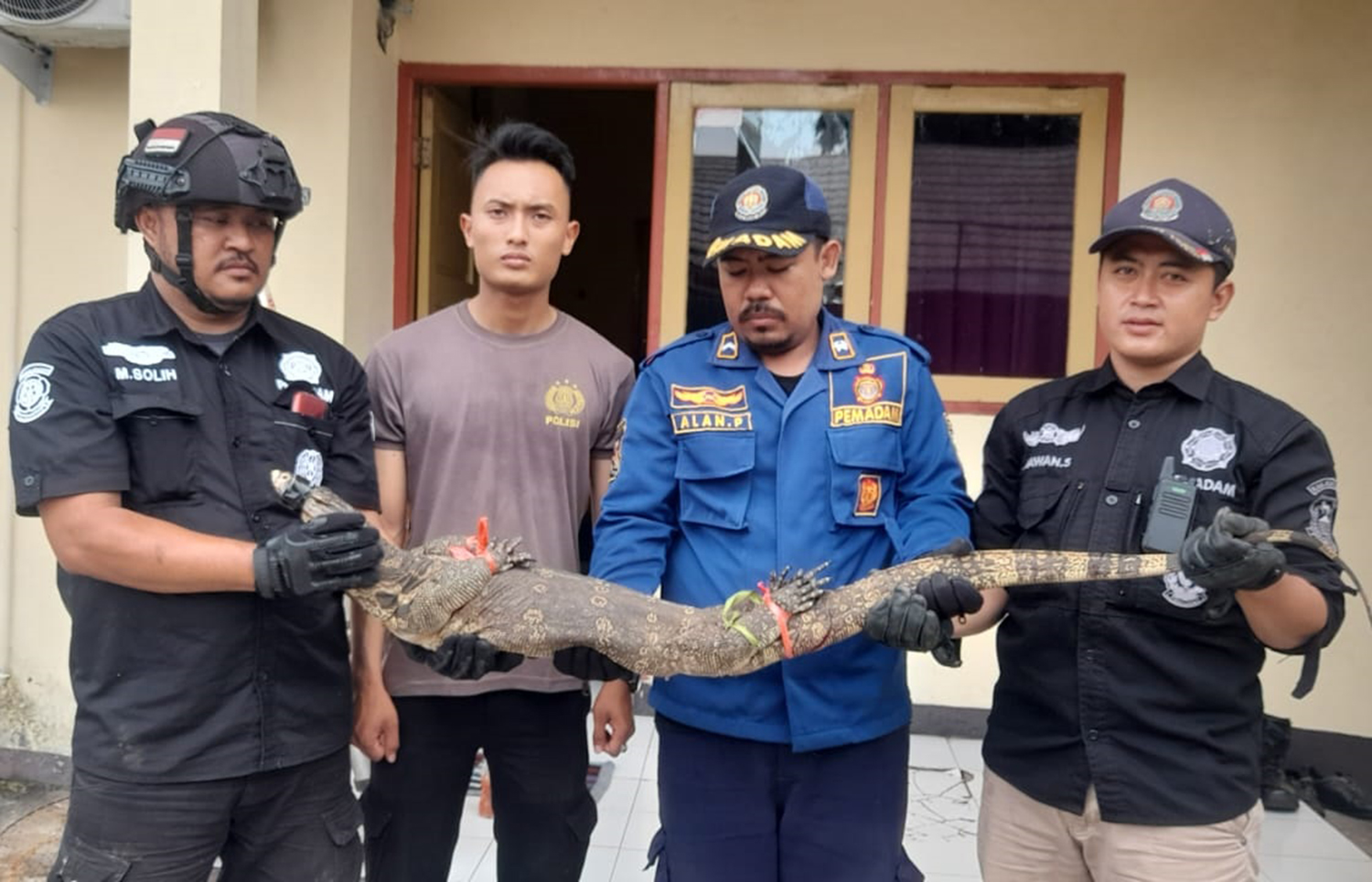 Biawak Ukuran Besar Masuk Rumah Dinas Polres Kuningan