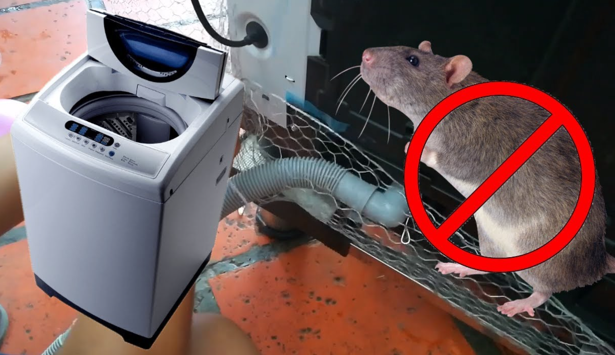 5 Cara Mengusir Tikus di Dalam Mesin Cuci, Tidak Perlu Khawatir Kabel Mesin Cuci Digerogoti