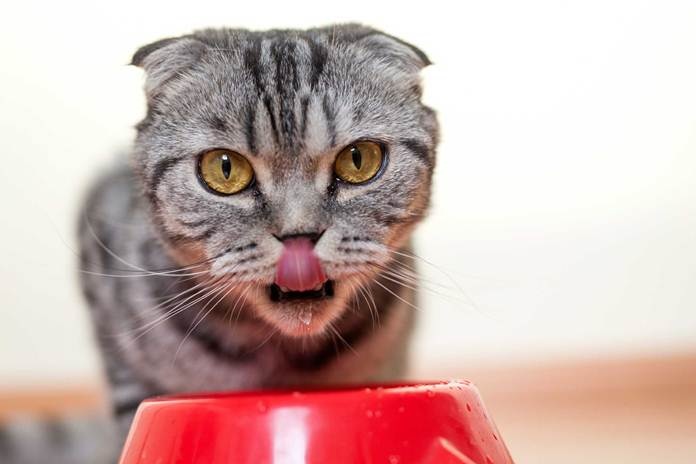 3 Efek Samping Makanan Basah Kucing Dapat Mengganggu Kesehatan, Anda Harus Tahu!