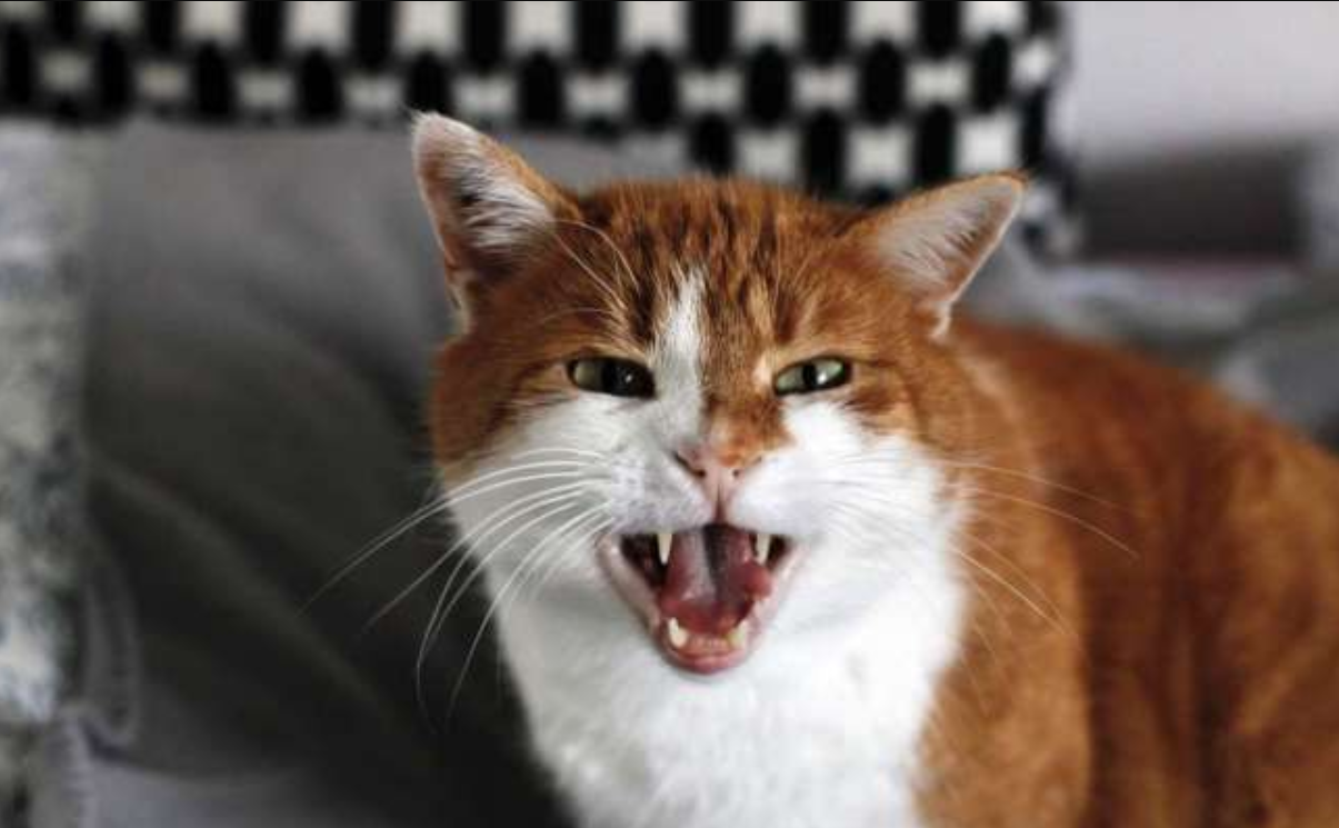 Cara Tunjukin Kasih Sayang, Ini 7 Alasan Kenapa Kucing Peliharaan Galak Pada Pemiliknya