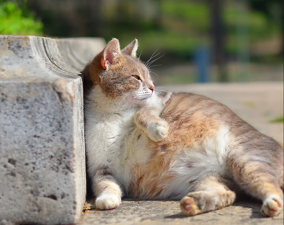 Mirip Manusia! Ternyata Inilah Alasan Kenapa Kucing Cegukan dan Cara Mengatasinya