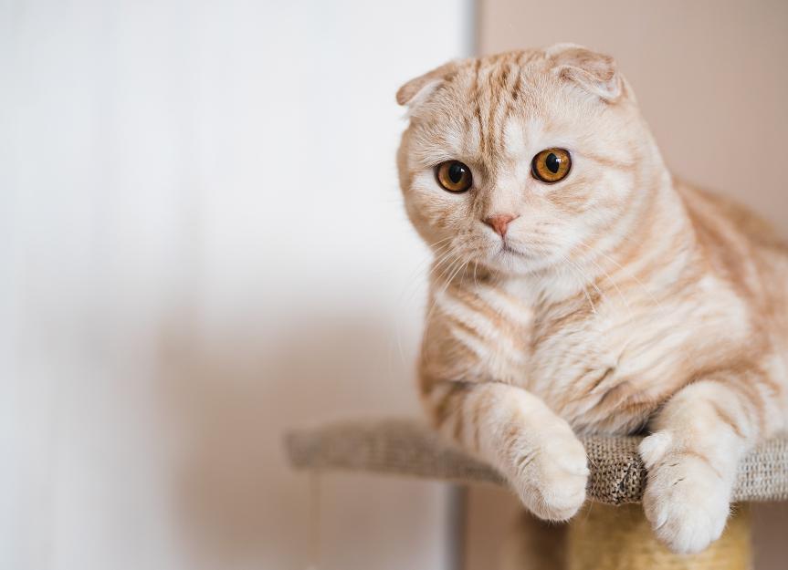 Minim Perawatan, Inilah 6 Ras Kucing Berbulu Pendek Cocok Jadi Teman Setia di Rumah, Ramah dan Penyayang Lho!