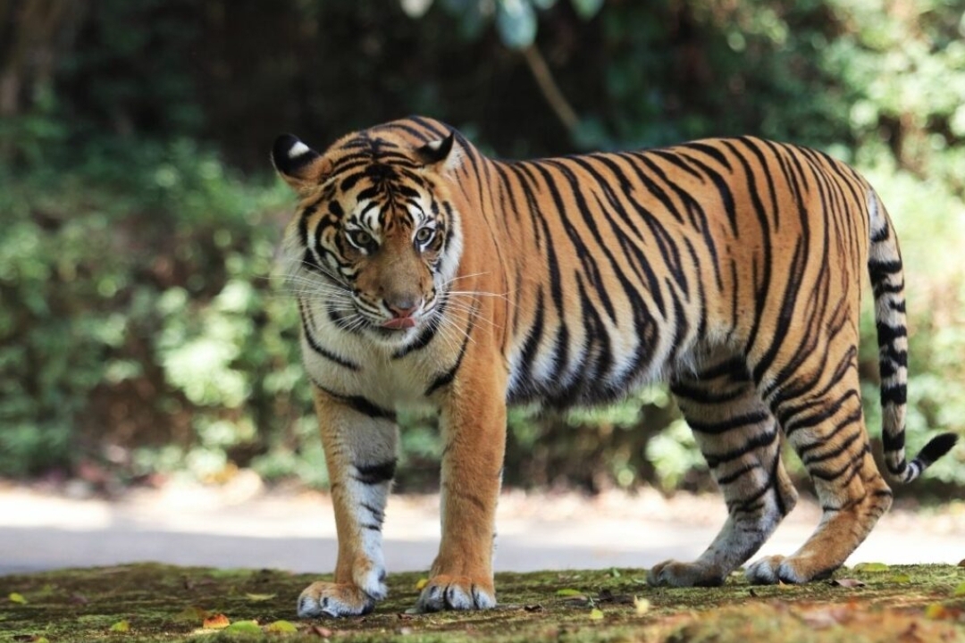 Harimau Jawa Benar-benar Terhapus dari Peta, di Dunia ada 9 Sub Spesies, Tinggal 6 Jenis Masih Hidup
