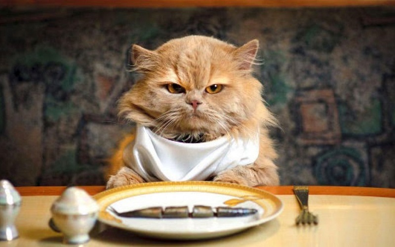 Kenapa Kucing Minta Makan Terus? Padahal Masih Ada Sisa Dipinggir Mangkuknya Loh, Inilah 3 Solusinya!