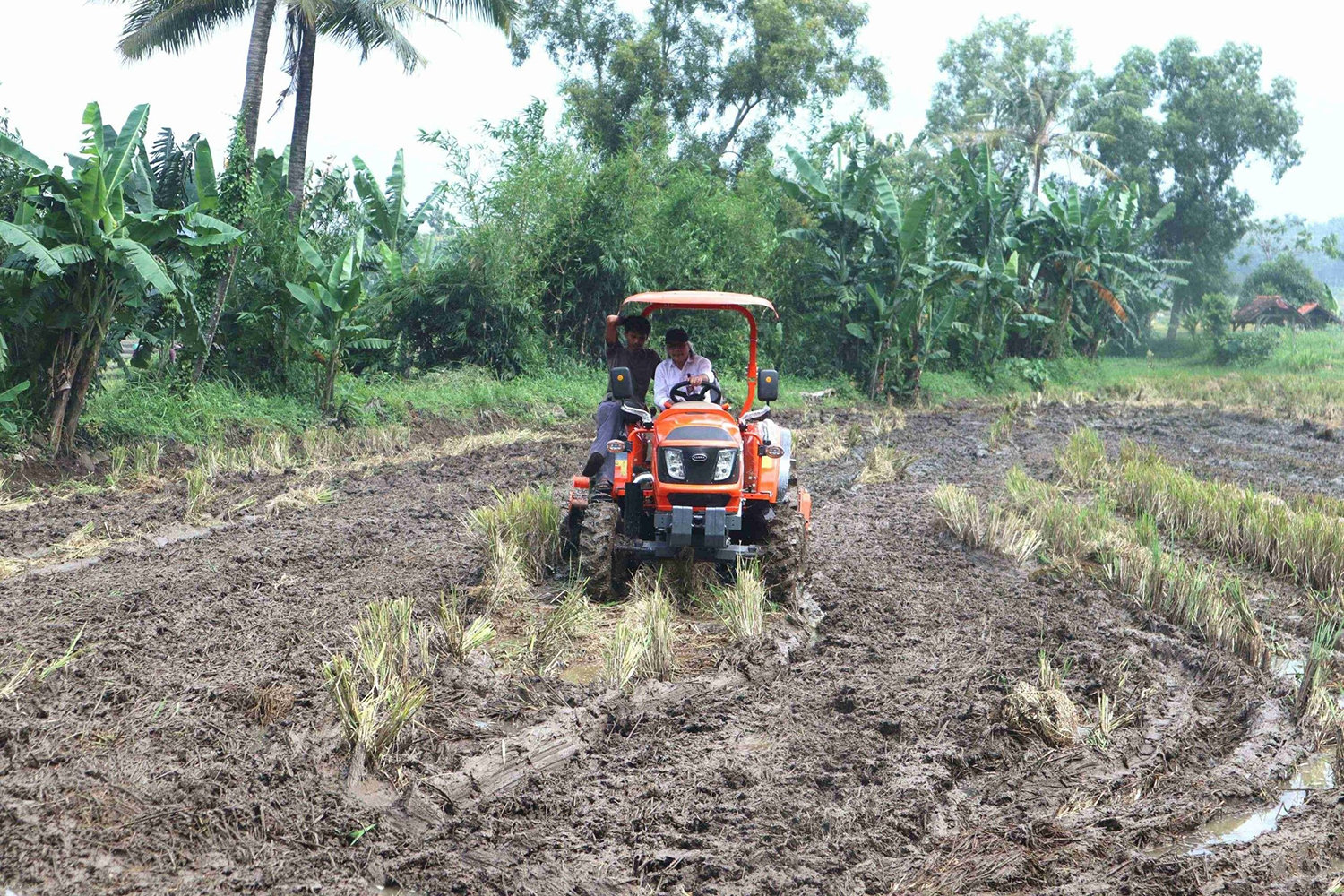 Pertanian Kuningan Terapkan Teknologi Semai Culik, Apa Itu?
