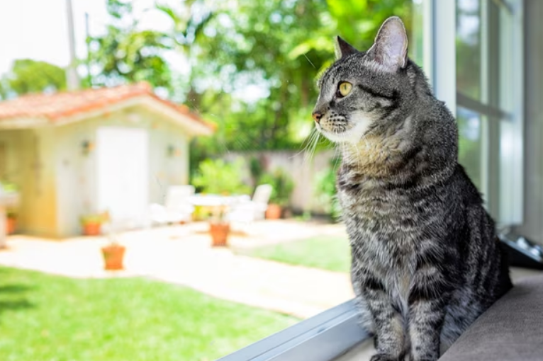 Simpel tapi Efektif! Ini 4 Cara Meninggalkan Kucing di Rumah Saat Liburan, yang Wajib diketahui Pemilik Kucing