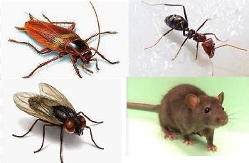 Ampuh Mengusir Tikus, Kecoak dan Semut! Berikut 5 Bahan Alami Bikin Kapok Datang ke Rumah