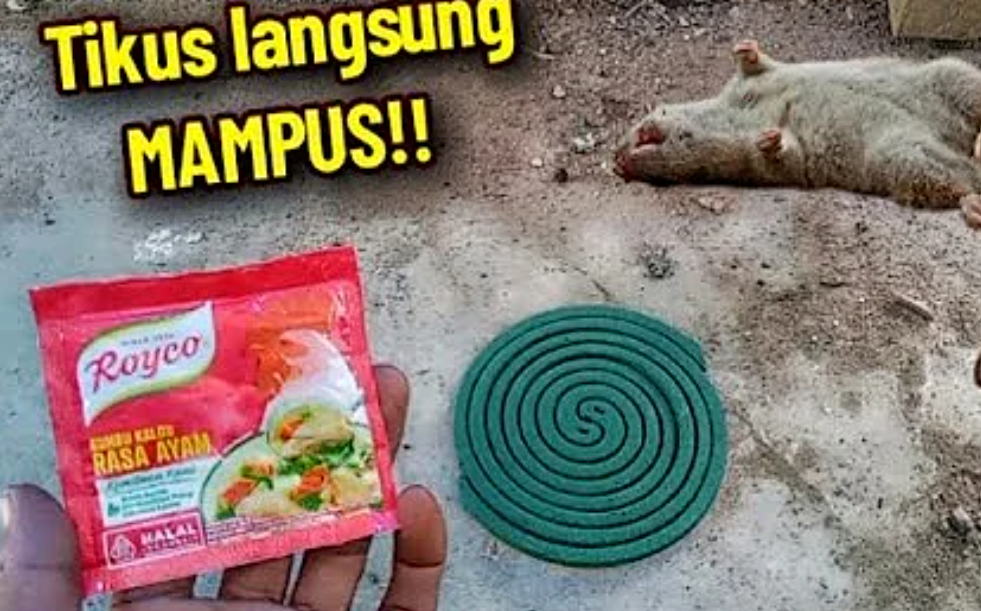 Cuma Pakai Bumbu Dapur, 7 Cara Membasmi Tikus Menggunakan Royco Dengan Ampuh