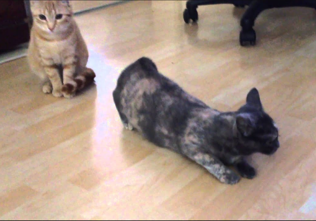 Inilah 3 Perilaku Kucing di Musim Kawin pada Betina dan Jantan yang Perlu Diketahui Pemiliknya