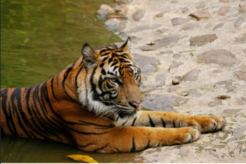 Dianggap Punah dan Kembali Lagi! Yuk Cari Tahu 4 Penyebab Harimau Jawa Punah di Masa Lalu