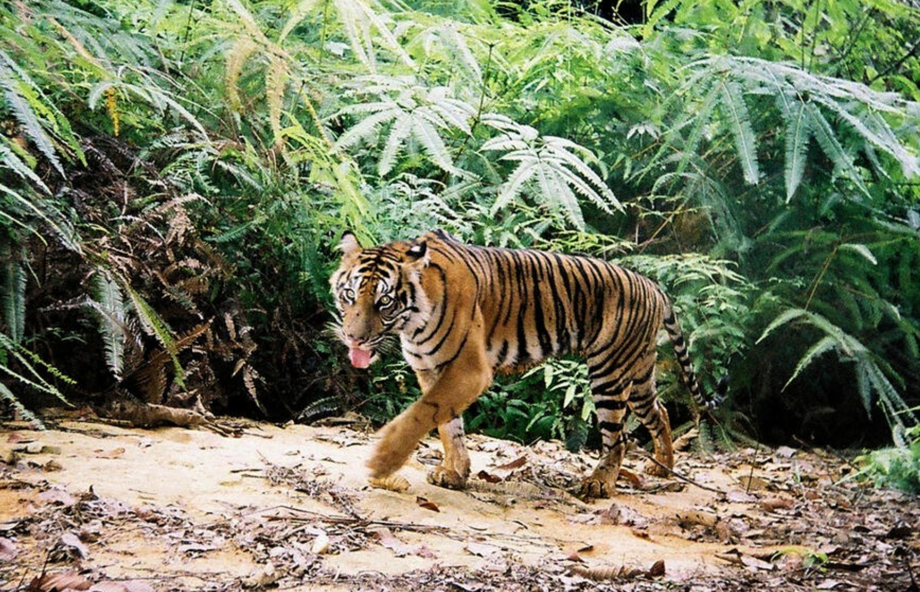Agak Canggung, Harimau Sumatera Dinamai Harimau Sunda Berdasarkan Taksonomi, Begini Hasil Penelitian