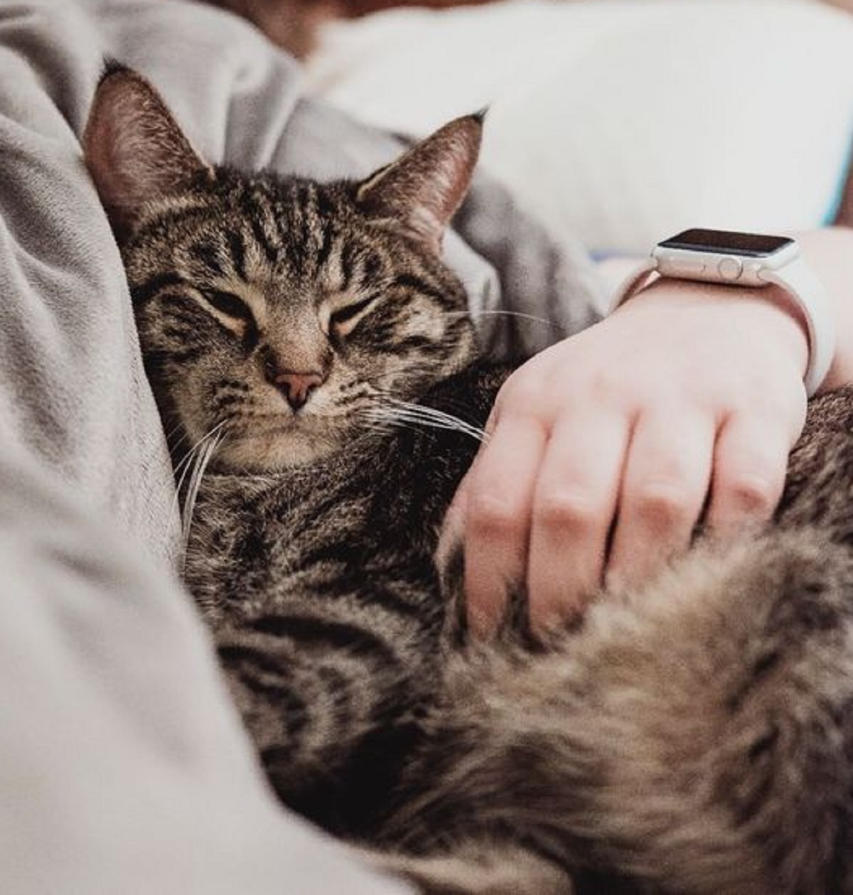 Apakah Boleh Tidur Bersama Dengan Kucing di Kasur yang Sama? Ini Menurut Pendapat Ahli dan Dokter