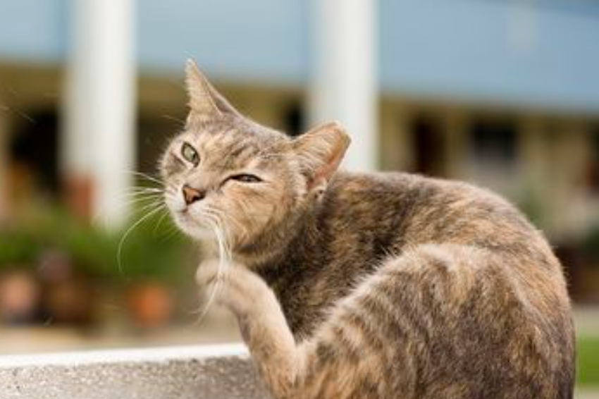 Inilah 5 Cara Menghilangkan Kutu Kucing Secara Alami dan Mudah