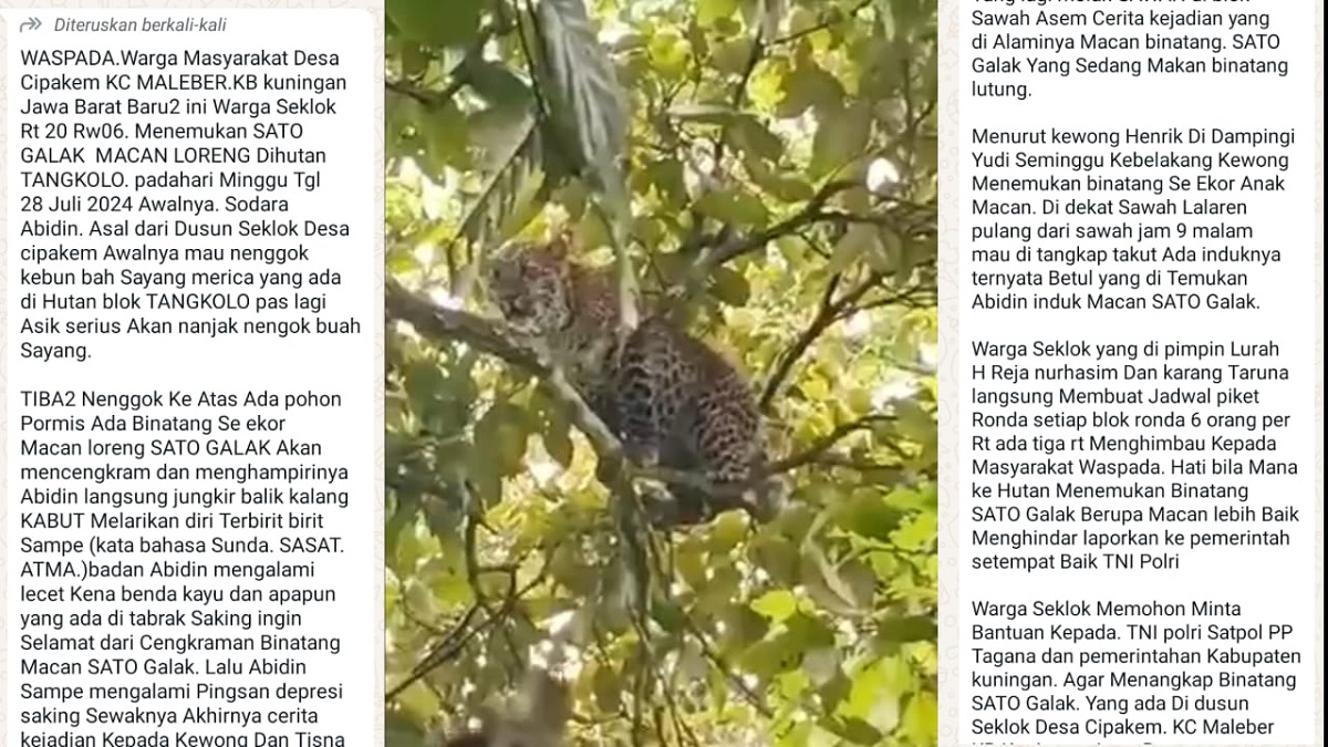 Info Macan Tutul Serang Warga di Kabupaten Kuningan, Respons Video yang Beredar, Kades Cipakem: Hoax