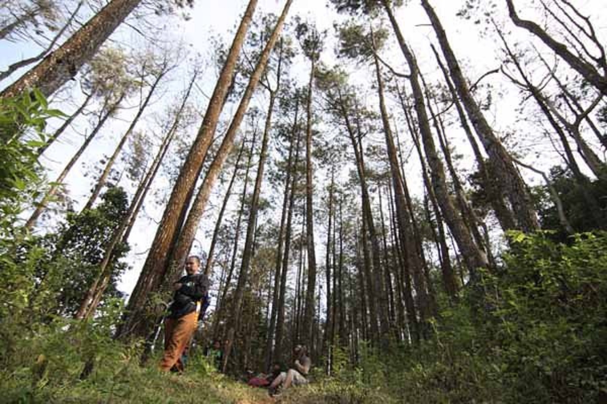 Bukit Bahohor, Bagian dari Bukit Pembarisan yang Membelah Kuningan, Rumah Karnivora Besar Termasuk Macan Tutul