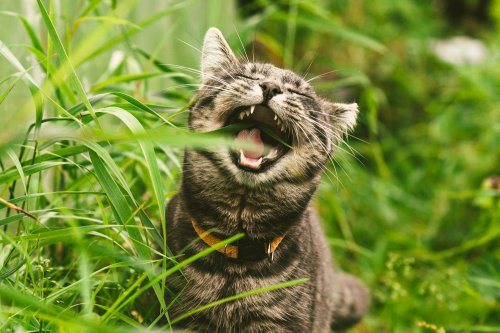Tak Perlu Khawatir, Kucing Makan Rumput Memiliki 3 Manfaat yang Baik Untuk Kesehatan Tubuhnya