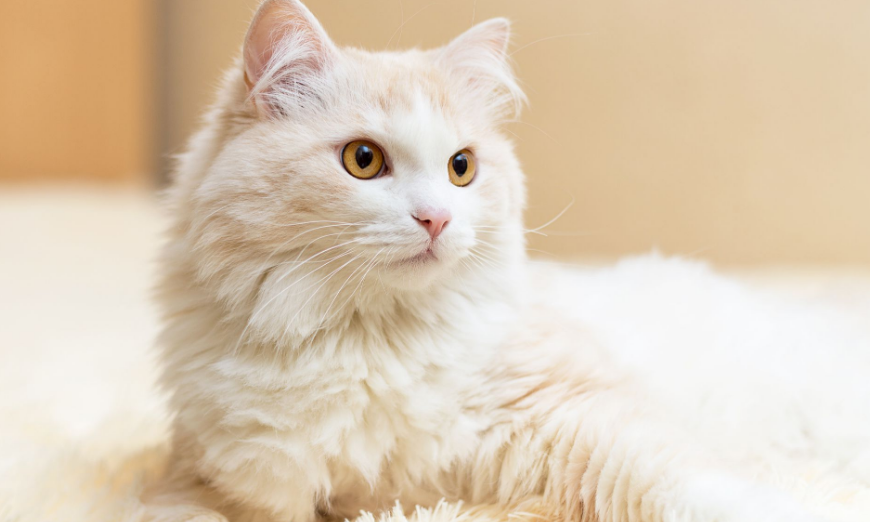 Inilah 5 Ras Kucing Paling Menggemaskan yang Siap Menyemarakkan Hari Kamu!