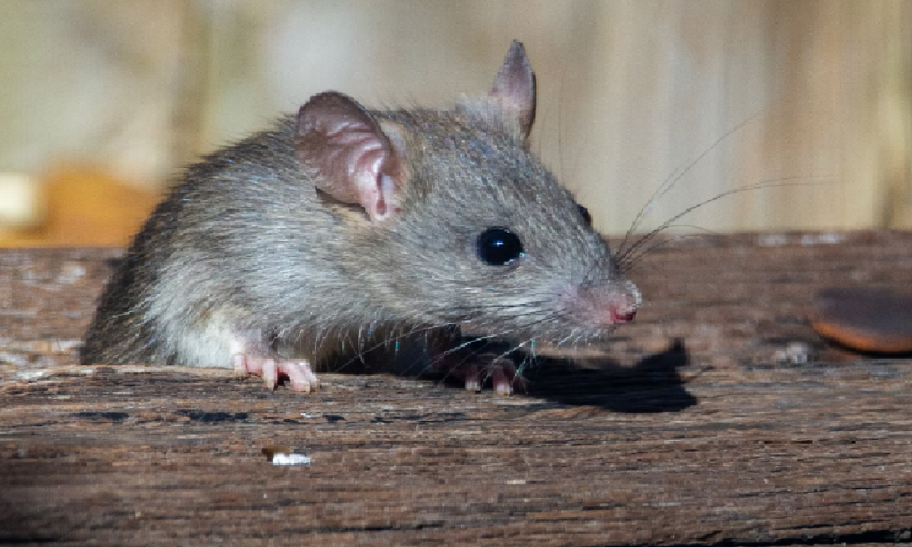 7 Tanda Keberadaan Tikus dalam Rumah yang Perlu Anda Ketahui