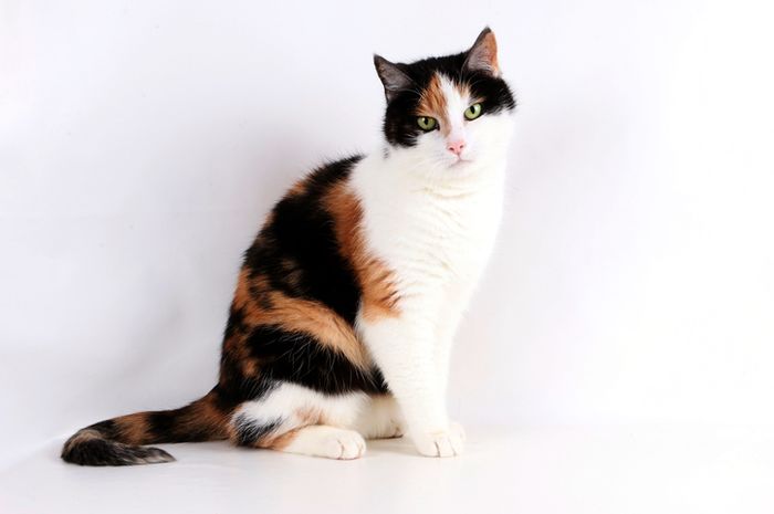 Fakta Ilmiah Dibalik Mitos Kucing Belang Tiga Jantan yang Susah Ditemukan, Ini Alasannya!