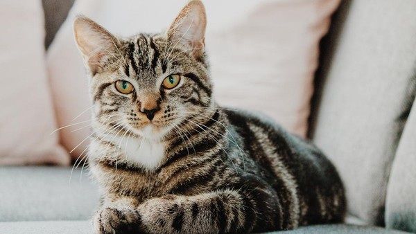 Memahami Tingkah Anabul Mengungkapkan Kasih Sayangnya, Inilah 5 Tanda Kucing Bilang Terima Kasih ke Majikan