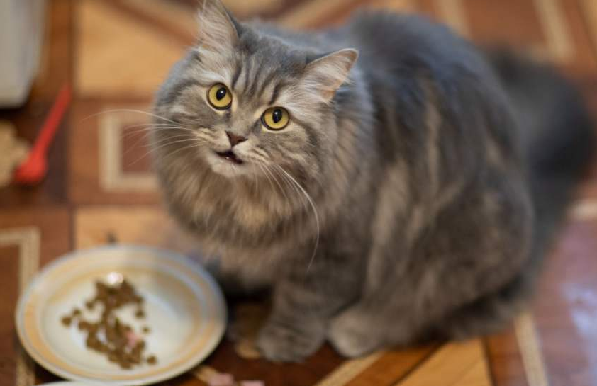 Bukan Disengaja! Ini 5 Alasan Kenapa Makanan Kucing Sering Tidak Dihabiskan Sampai Bersih
