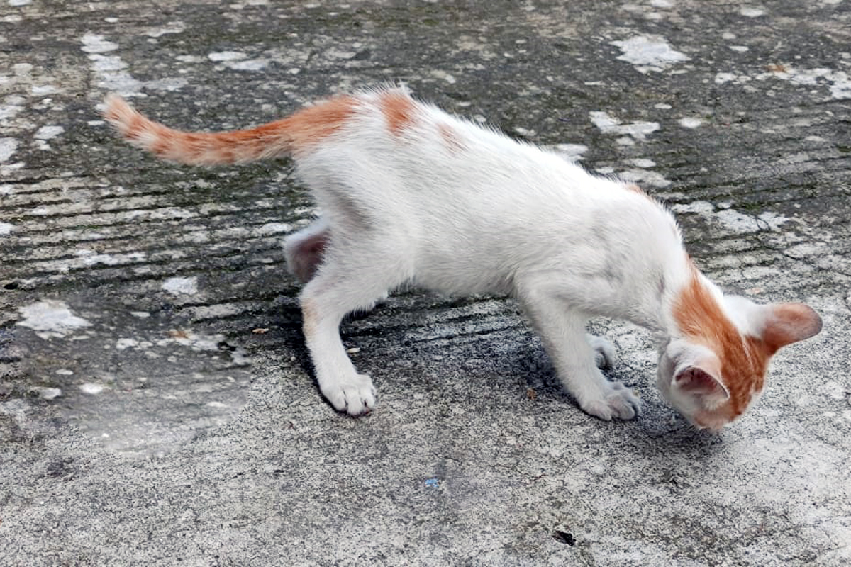 Kenapa Kucing Kampung Jarang Sakit? Cat Lovers Harus Tahu, Simak Jawabannya Di Sini!