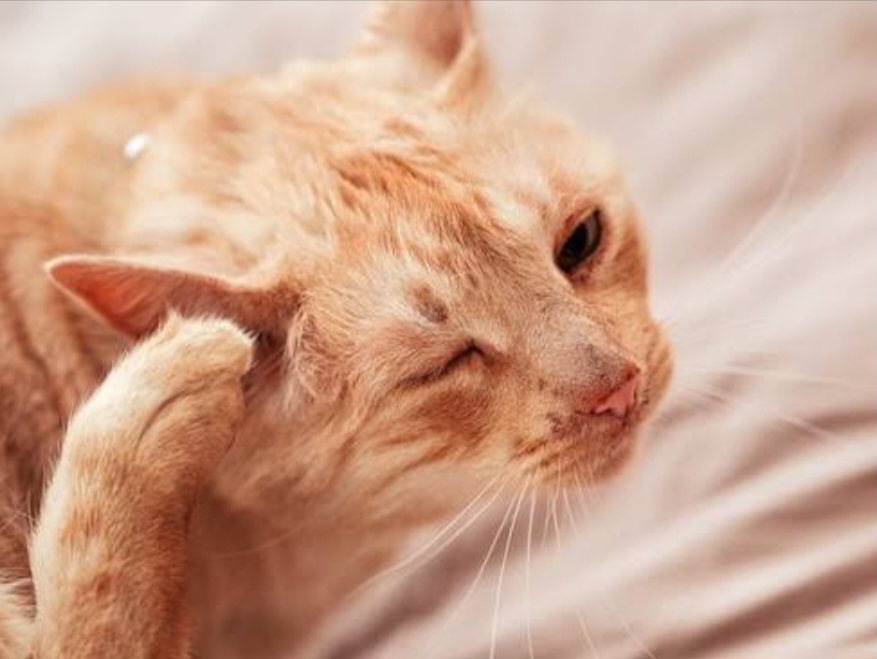 Inilah 7 Bau yang Tidak Disukai Kutu Kucing, Bisa Dijadikan Obat Alami