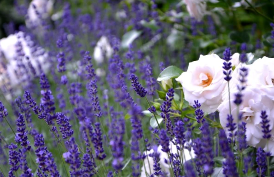 Bikin Wangi! Inilah 6 Jenis Tanaman Hias Bunga Beraroma Harum yang Bisa Jadi Pengharum Ruangan Alami