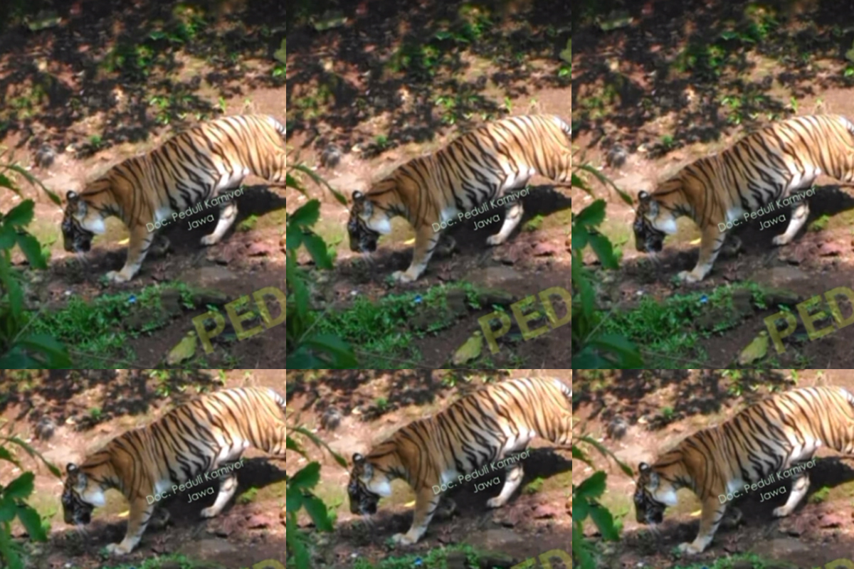 Sederet Bukti Eksistensi Harimau Jawa, Mulai DNA, Feses hingga Rambut, Apakah Selamat dari Kepunahan?