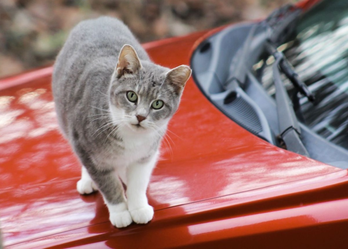 Kucing Sering Tidur di Atas Mobil, Bikin Baret Cat, Ini 3 Cara untuk Mencegahnya