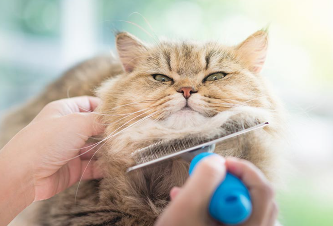 Ikutin 7 Cara Grooming Kucing Sendiri di Rumah, Jaga Kebersihan dan Kesehatan Anabul