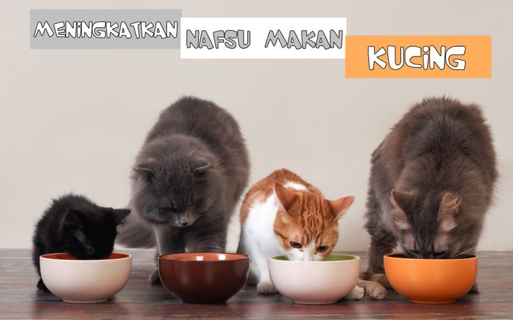 Simpel Hanya Beberapa Menit! Begini Cara Membuat Makanan Kucing Sendiri Dirumah Anti Ribet