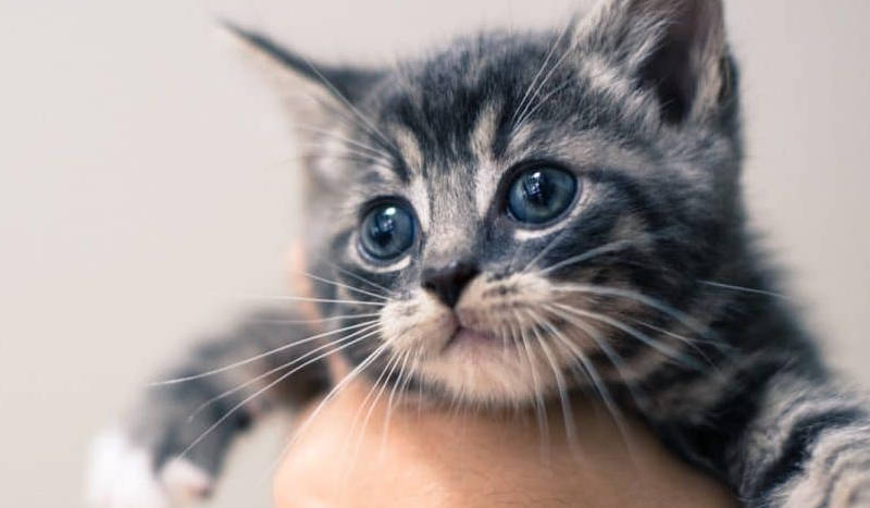 Apakah Kita Tidak Boleh Menyentuh Anak Kucing? Ini 4 Fakta Tentang Anak Kucing yang Perlu Kita Ketahui!