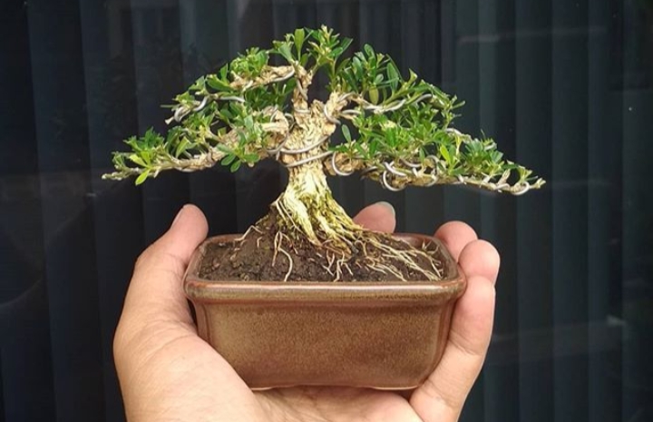 7 Cara Memelihara Bonsai untuk Pemula, Solusi Tepat Menambah Kesegaran Rumah