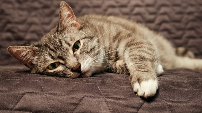 Pemilik Anabul Wajib Tau! Ini 4 Alasan Kucing Peliharaan Menangis, yang Ternyata Tanda Penyakit