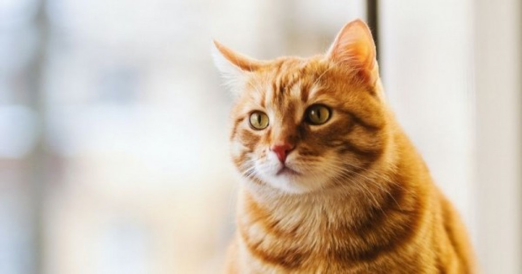 Mengapa Kucing Suka Menatap Kita Lama? Ternyata Inilah 5 Arti Tatapan Kucing yang Penuh Makna