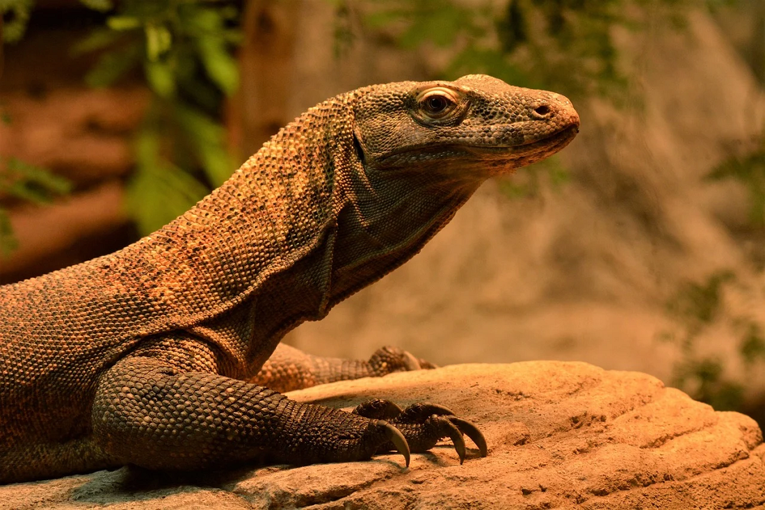 Kenalan Dengan Komodo, Hewan Terancam Punah Asli Indonesia Yang Tersisa Sangat Sedikit Di Dunia!