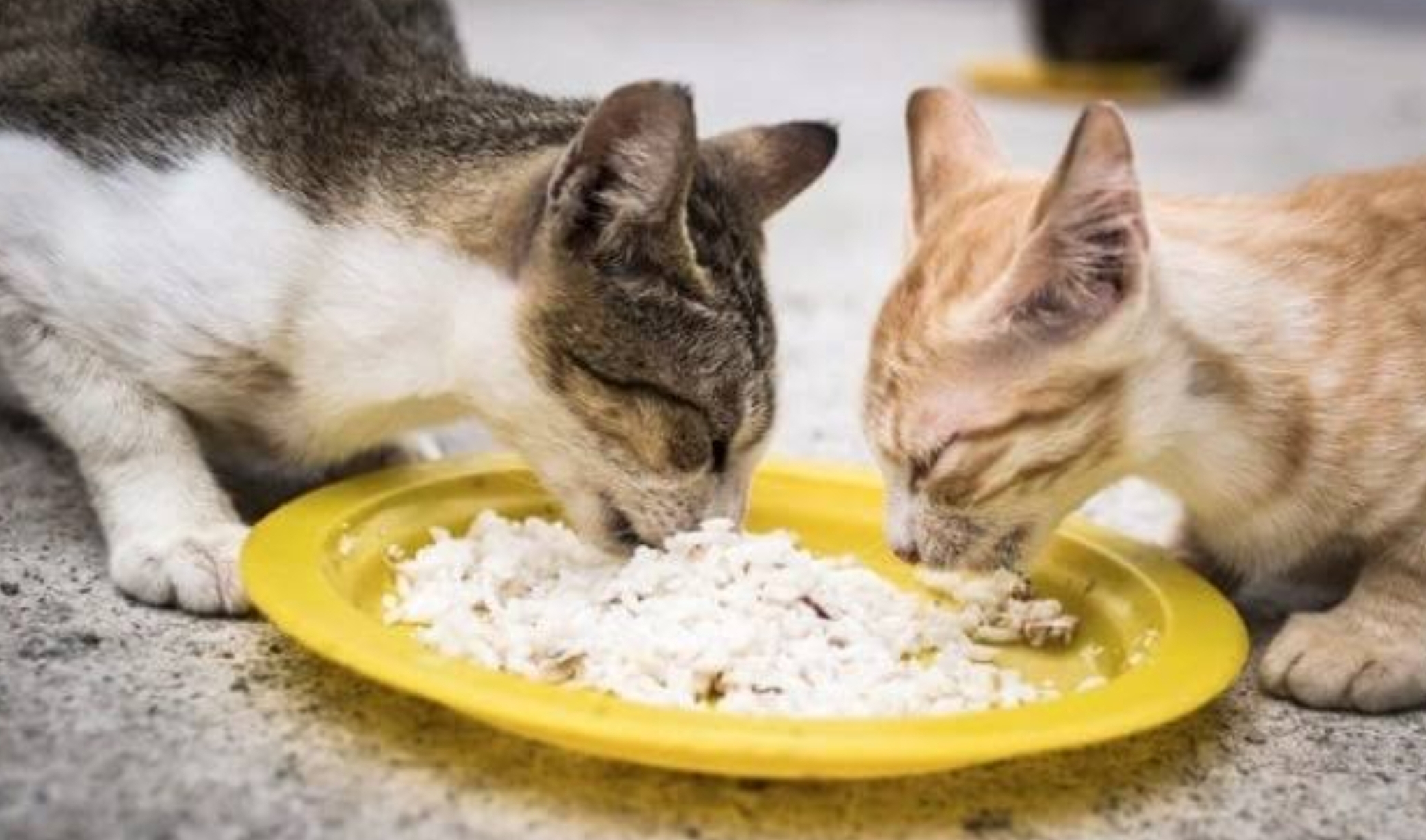 8 Makanan yang Cocok untuk Kucing Kampung, Ternyata Tidak Cocok Dikasih Nasi